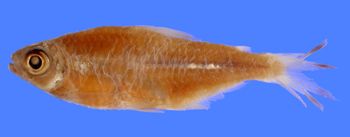 Media type: image; Ichthyology 20762